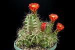 Echinocereus triglochidiatus D. 16 € 23.00